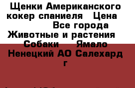 Щенки Американского кокер спаниеля › Цена ­ 15 000 - Все города Животные и растения » Собаки   . Ямало-Ненецкий АО,Салехард г.